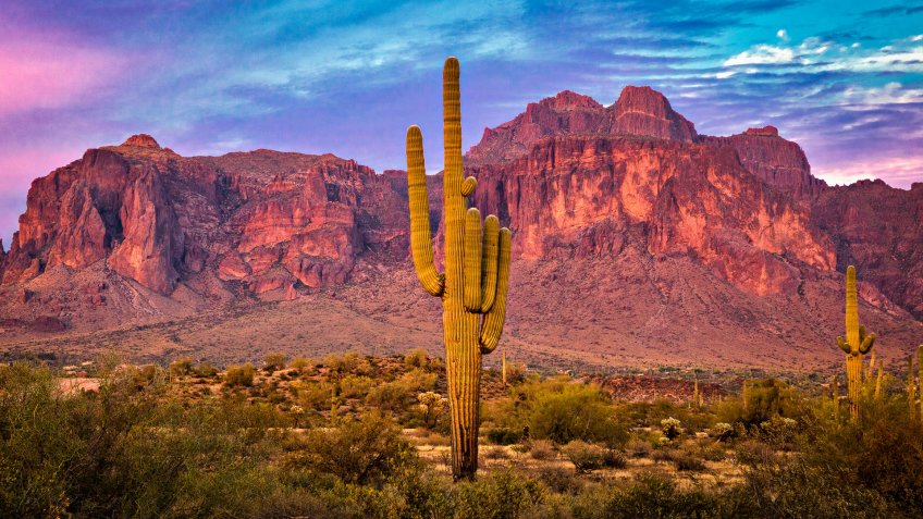 Saguaros at Sunset in Sonoran Desert near Tempe Arizona.