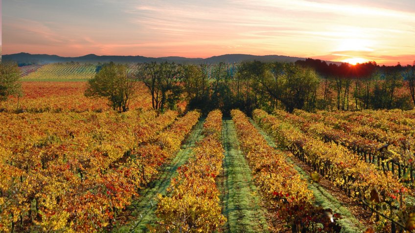 Sonoma California Vineyards Near Sebastopol California