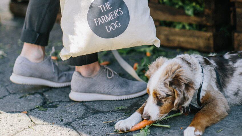 The Farmer's Dog pet startups