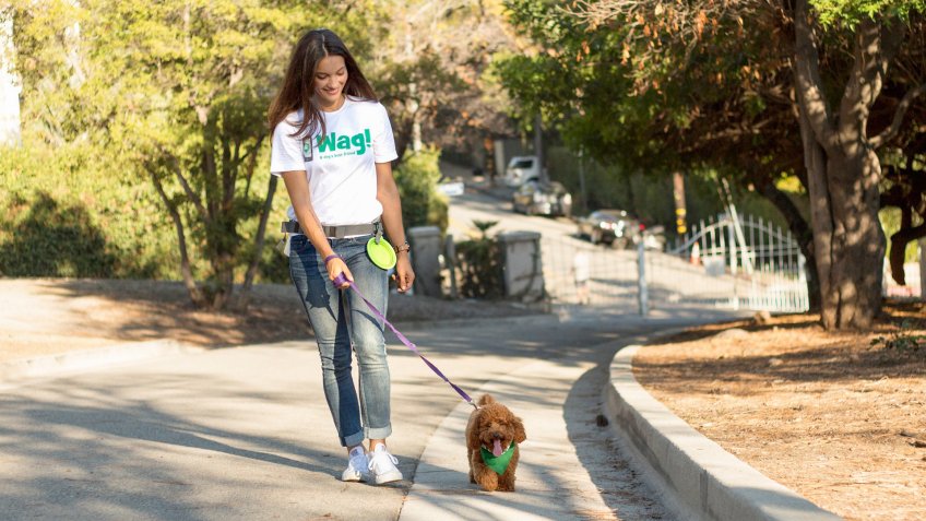 Wag dog walking pet startups