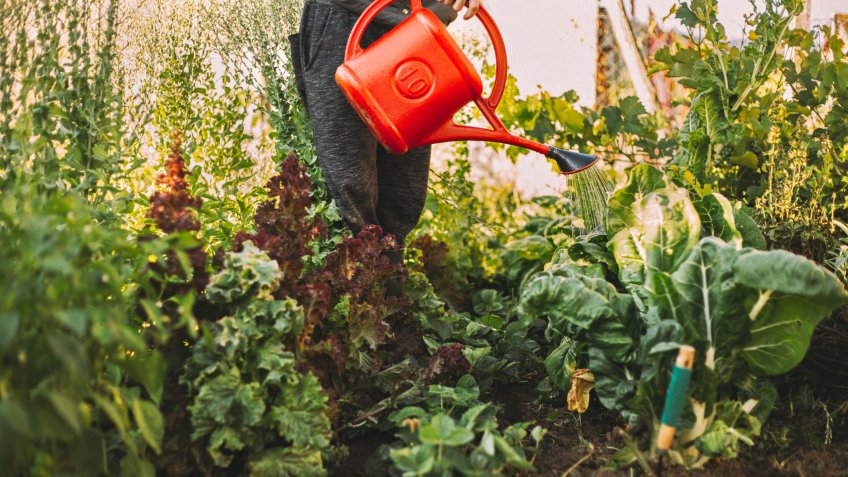 Watering plants in the garden.