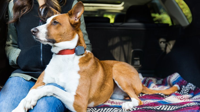 Whistle pet tracker pet startups