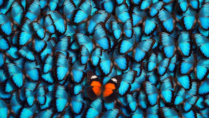 Blue butterfly background with single orange butterfly standing out from the croud.