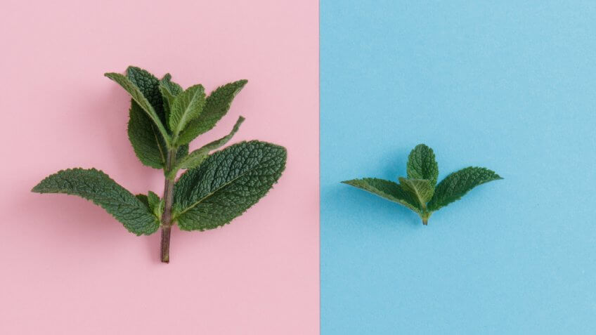 mint leaves small and big