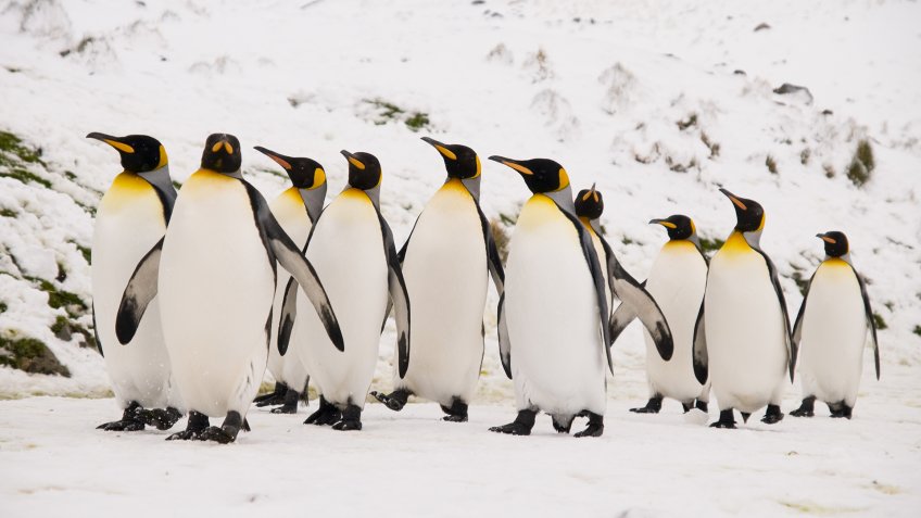 A group of majestic King Penguins walking together to the main colony at South Georgia near Antarctica.