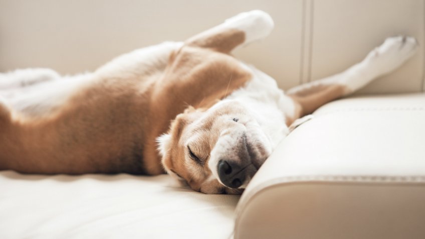sleeping beagle on sofa bed