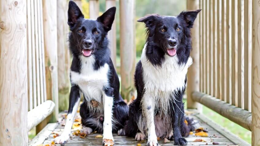 Border collies posing in playfiled.