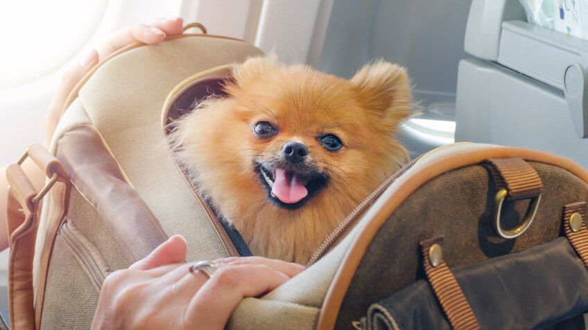 small dog pomaranian spitz in a travel bag on board of plane.