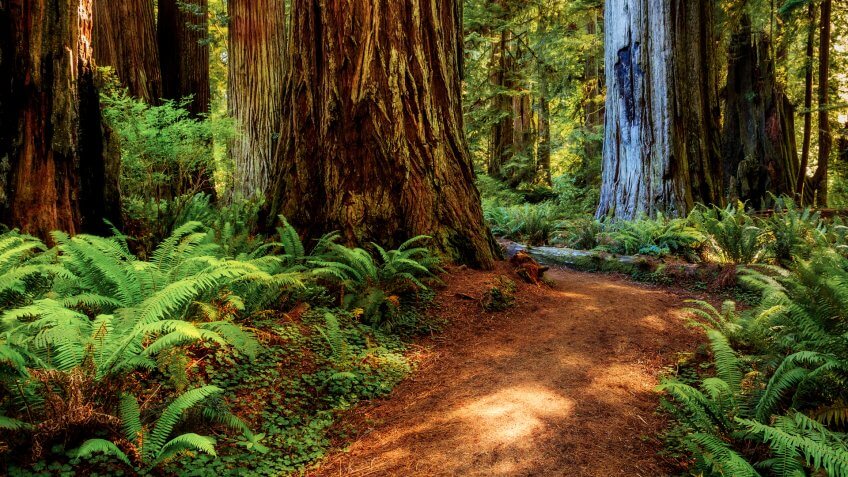 Redwood national park