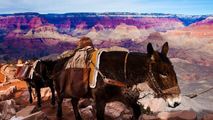 Mule in Grand Canyon