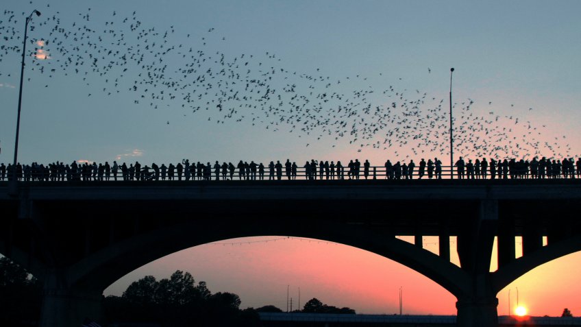 Congress Avenue Bridge bats in Austin during sunset