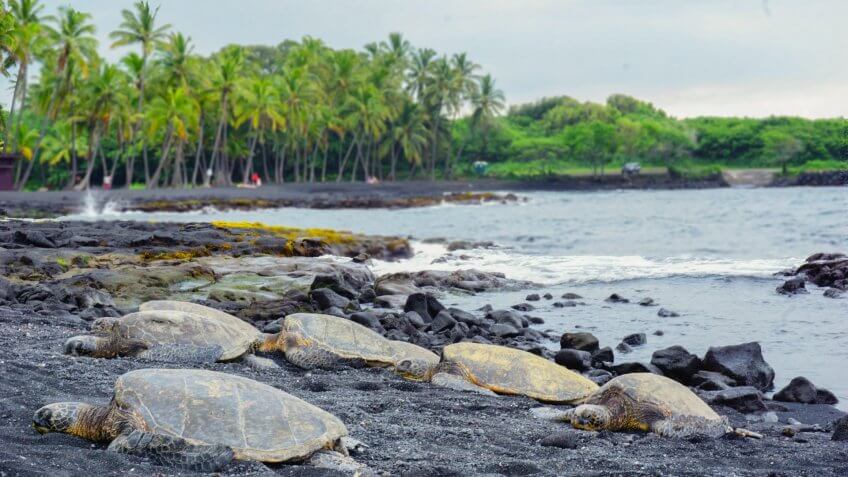 Punalu´u Bay, Black sand beach, The Big island, Hawaii, Turtle beach