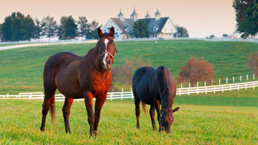 Horses in the fields on a farm in Lexington, Kentucky.