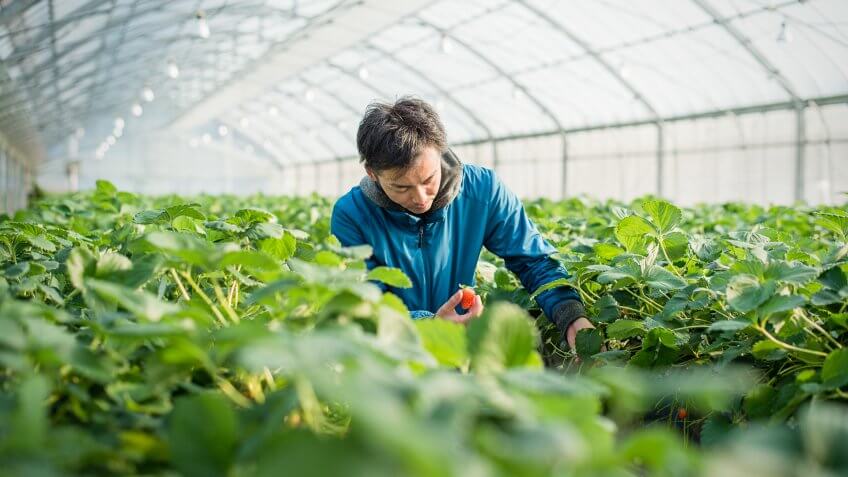 fruit and vegetable management college major