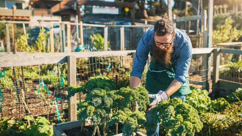 man picking vegetables in community garden