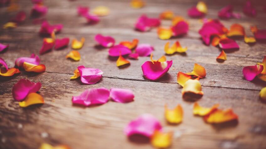 Beautiful rose petals.