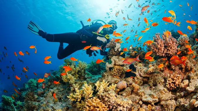 scuba diver with sea life