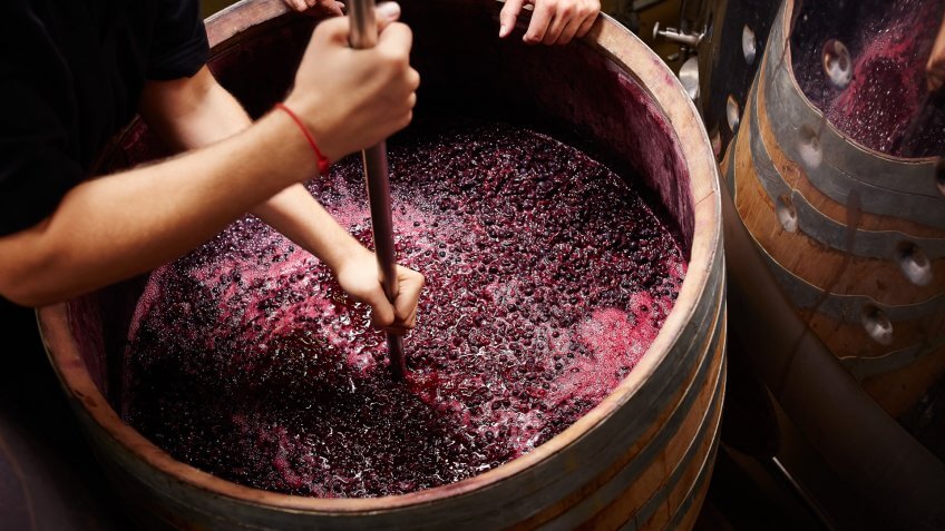 winemaking college major