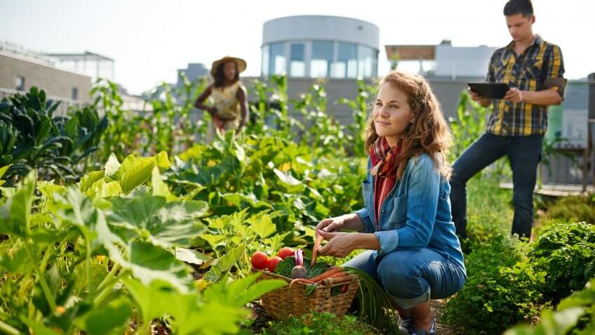 woman picking vegetables in community garden