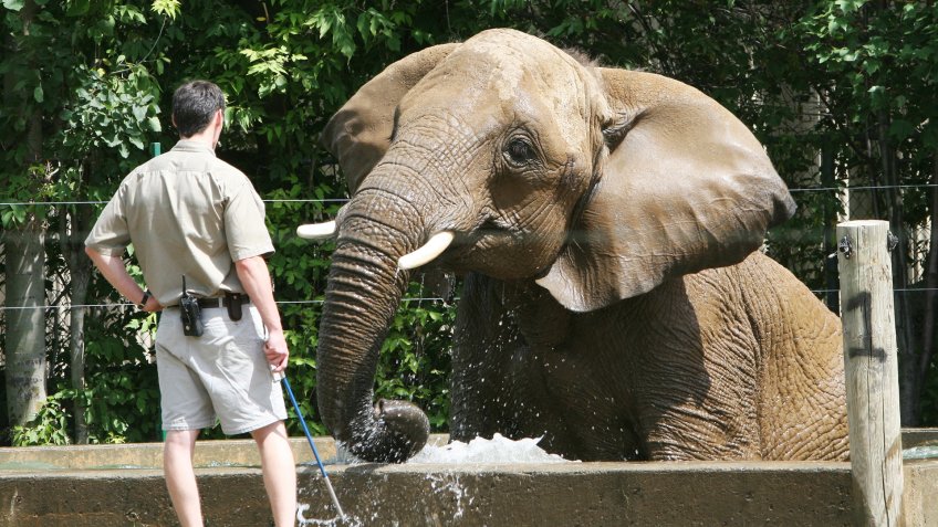 "Men, Male, Training, Animal Trainer, Zoo, Captivity, Adult, Playing, Playful, Tusk, One Person, Large, Danger, Wildlife, Nature, Outdoors, Occupation, People, Trunk, Elephant, Pachyderm, Animal, Water, one two three four, handcarves, Concepts And Ideas, People, Character Traits"