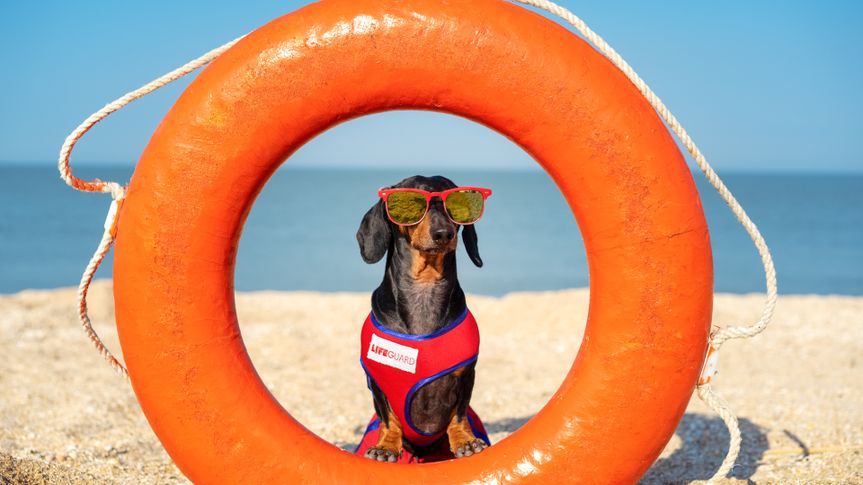 A dog Dachshund breed, black and tan, in a red blue suit of a lifeguard and red sunglasses, sits on orange lifebuoy, a sandy beach against the sea.