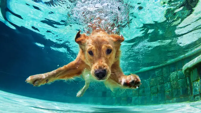 Underwater funny photo of golden labrador retriever puppy in swimming pool play with fun - jumping, diving deep down.