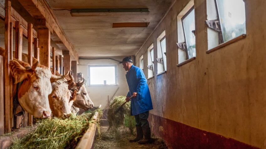 farmer feeding Simmental cattle cows in barn on organic farm, Switzerland.