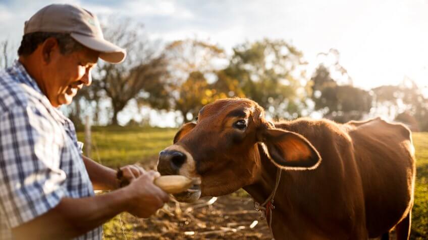 A brown cow being fed by farmer in a natural rural scene of an organic livestock.