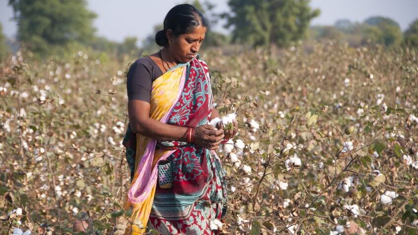 India cotton farmer in field