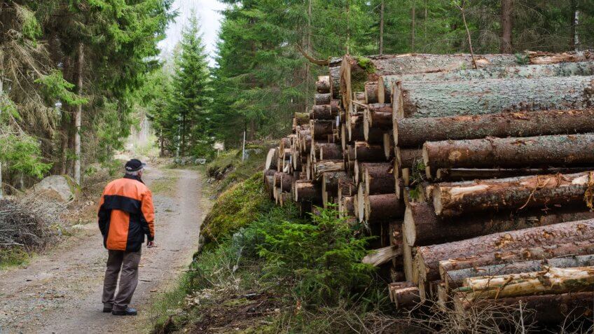 Lumberjack at a logpile of softwood at a dirt road in the forest.