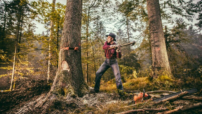 Forester using axe while cutting tree in forest.