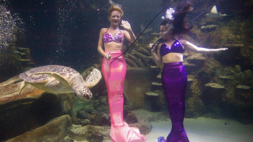 Weeki Wachee Mermaids