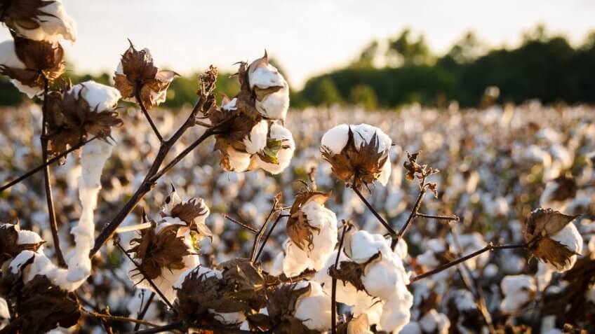cotton field