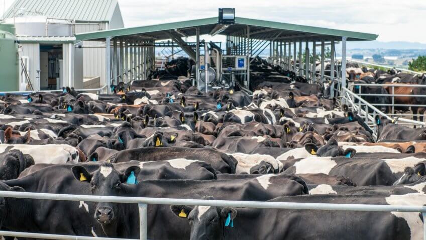 A herd of dairy cows outside a milking shed in the Waikato region of New Zealand.