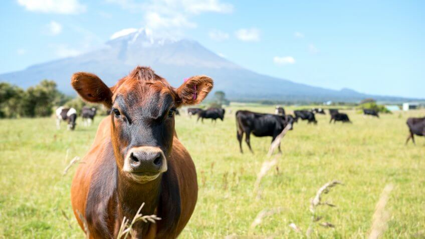 New Zealand Mount Taranaki, Curious looking cow with a volcano in the background.