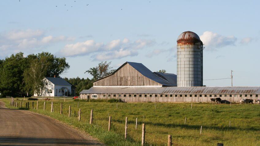 dairy farm with cows