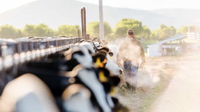 Early morning portrait of a dairy farmer walking away from camera.