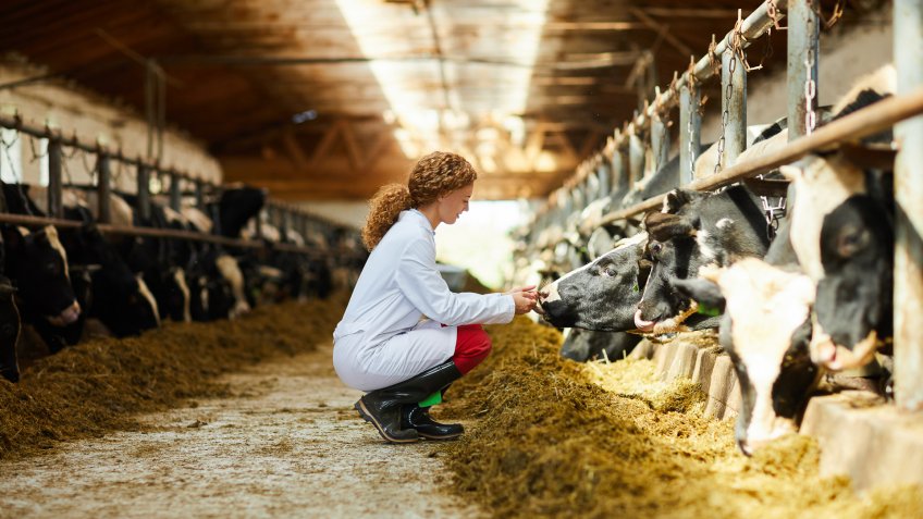 Side view portrait of cute female veterinarian caring for cows sitting down in sunlit barn, copy space.