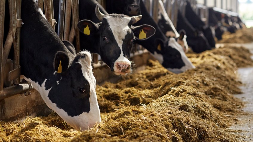 farming dairy cows