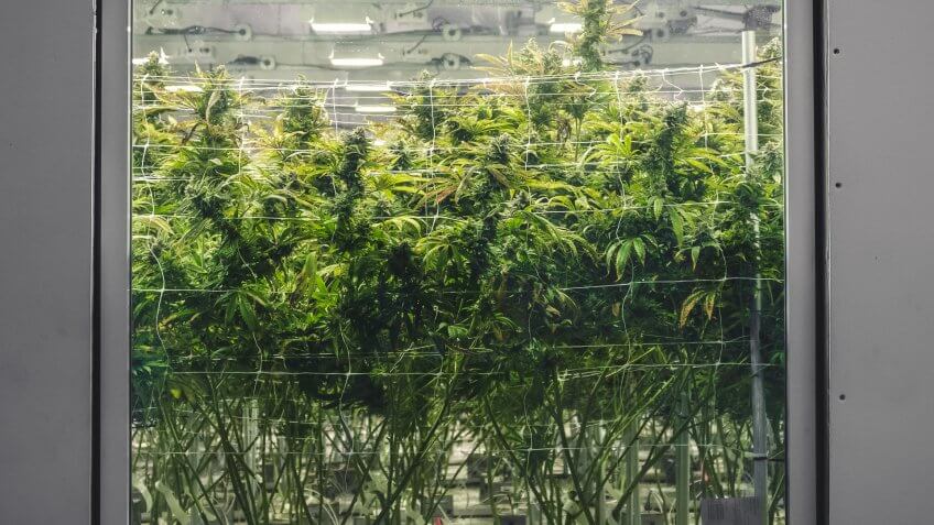 Cannabis background looking through glass at tall green plants.