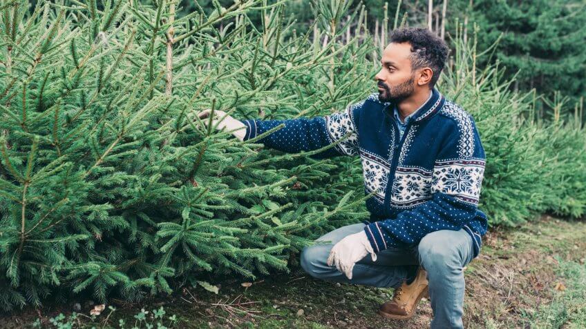 Young adult man choosing a Christmas tree.