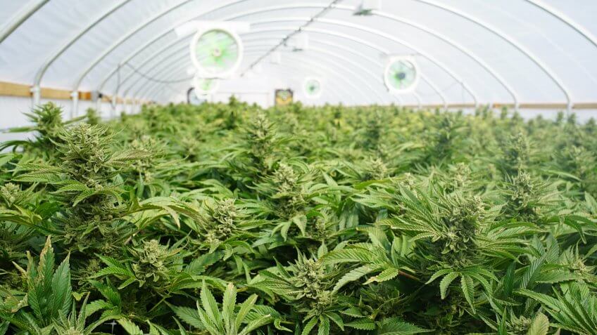 Large Indoor Marijuana Commercial Growing Operation With Fans, Greenhouse, Equipment For Growing High Quality Herb.