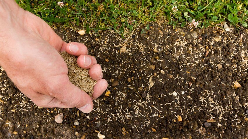 Person spreading grass seed to strip of earth by lawn.