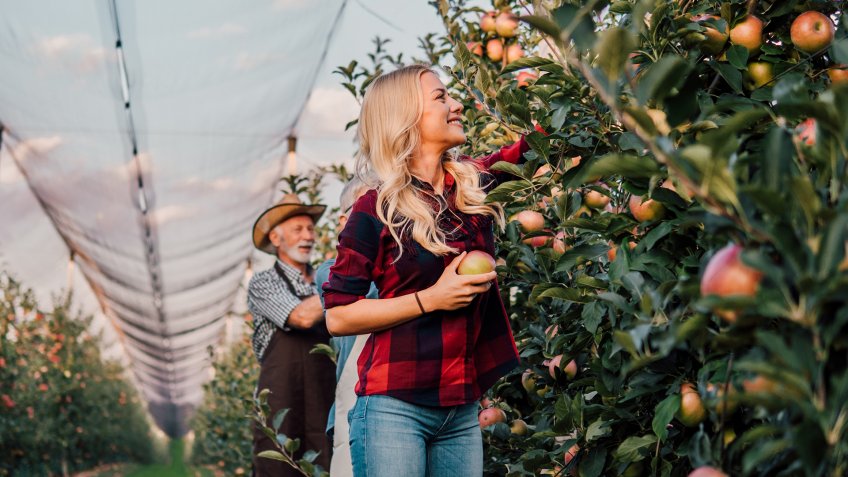 Senior farmer picking up apples with his daughter.