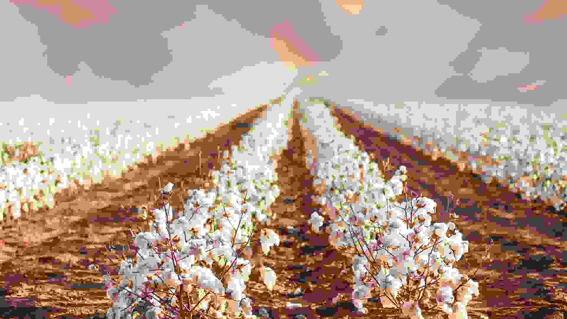 rows of cotton field