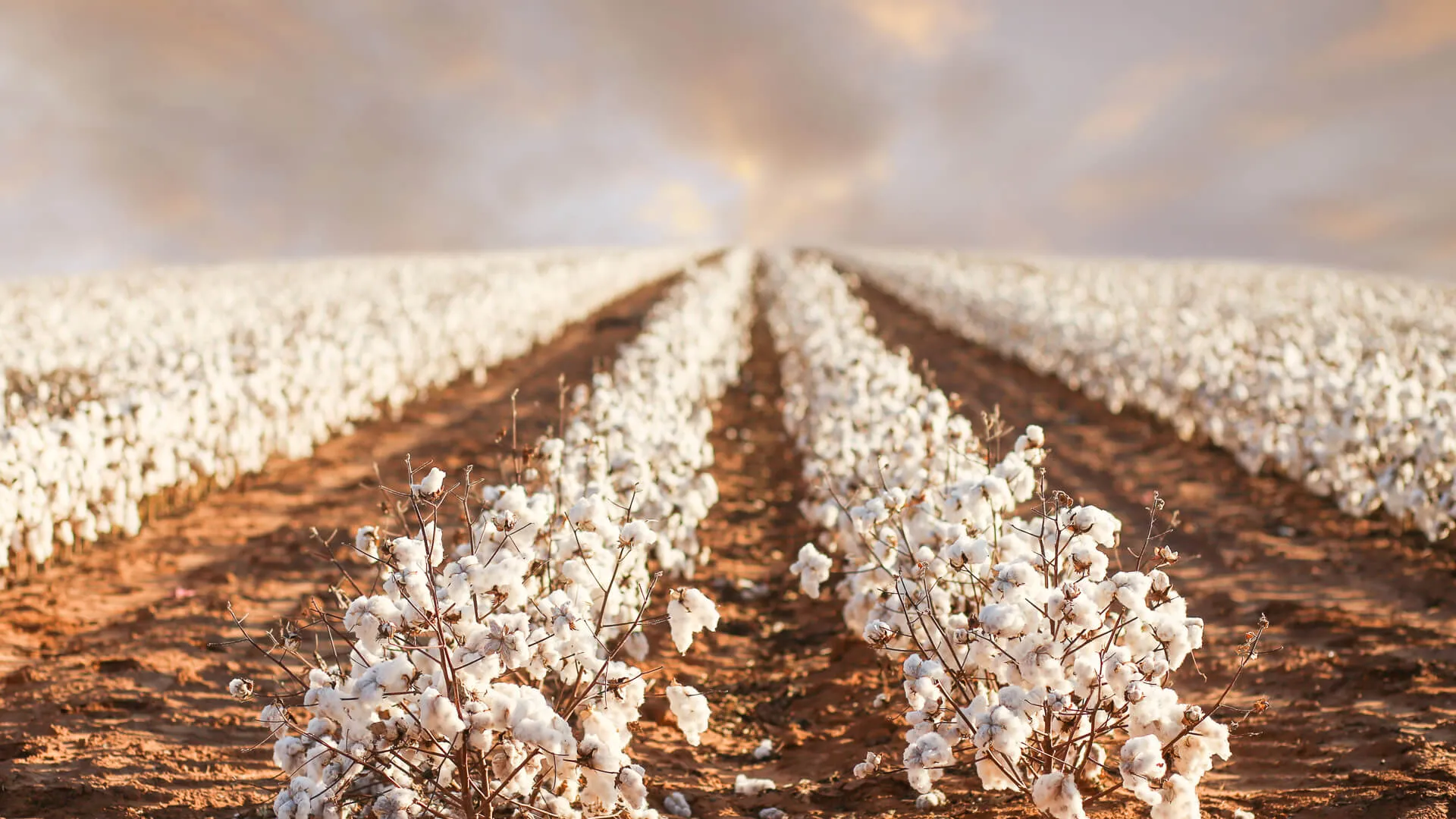 rows of cotton field