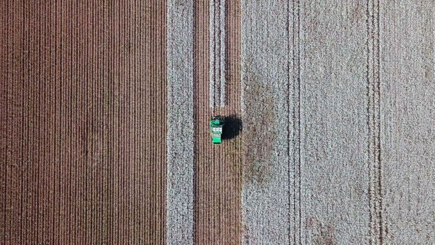 tractor harvesting cotton field