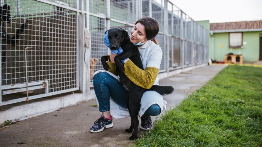 Veterinarian at animal shelter checking health of dogs.