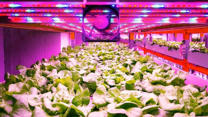 Ventilator and special LED lights belts above lettuce in aquaponics system combining fish aquaculture with hydroponics, cultivating plants in water under artificial lighting, indoors.