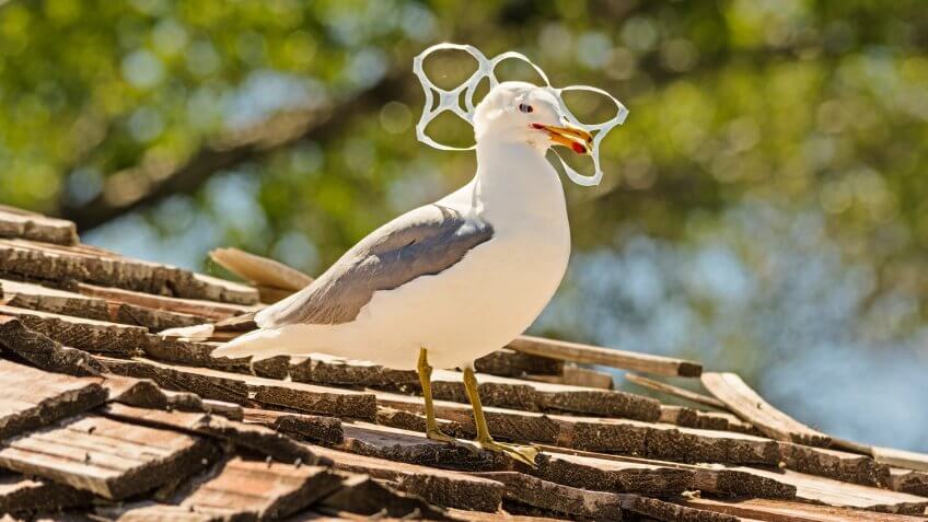 sea gull trapped in plastic six pack holder rings